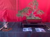 Joy-of-Bonsai-2021-Exhibit-16