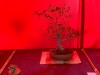 Joy-of-Bonsai-2021-Exhibit-20