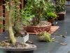 011_Bonsai_Meating_March18_2023Canovas_Photography