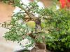 037_Bonsai_Meating_March18_2023Canovas_Photography