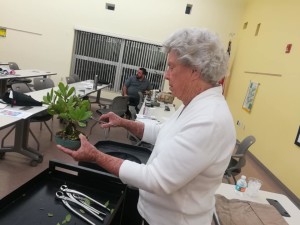Mary Madison working on a buttonwood tree