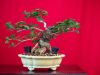 187_Bonsai_Meeting_April_2023_The_Canovas