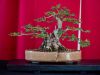 188_Bonsai_Meeting_April_2023_The_Canovas