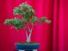 189_Bonsai_Meeting_April_2023_The_Canovas