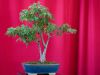 190_Bonsai_Meeting_April_2023_The_Canovas