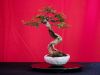 191_Bonsai_Meeting_April_2023_The_Canovas