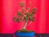 192_Bonsai_Meeting_April_2023_The_Canovas