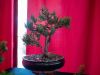 193_Bonsai_Meeting_April_2023_The_Canovas