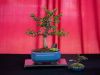 194_Bonsai_Meeting_April_2023_The_Canovas