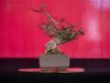 195_Bonsai_Meeting_April_2023_The_Canovas