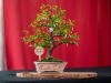 204_Bonsai_Meeting_April_2023_The_Canovas