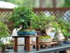 212_Bonsai_Meeting_April_2023_The_Canovas