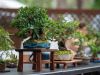 235_Bonsai_Meeting_April_2023_The_Canovas