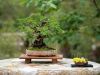 239_Bonsai_Meeting_April_2023_The_Canovas