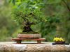 240_Bonsai_Meeting_April_2023_The_Canovas