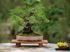 241_Bonsai_Meeting_April_2023_The_Canovas