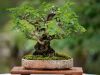 242_Bonsai_Meeting_April_2023_The_Canovas