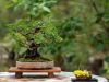 243_Bonsai_Meeting_April_2023_The_Canovas