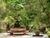 244_Bonsai_Meeting_April_2023_The_Canovas