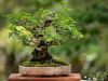 247_Bonsai_Meeting_April_2023_The_Canovas