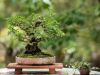 248_Bonsai_Meeting_April_2023_The_Canovas