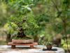 249_Bonsai_Meeting_April_2023_The_Canovas