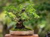 255_Bonsai_Meeting_April_2023_The_Canovas