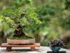 256_Bonsai_Meeting_April_2023_The_Canovas