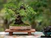 259_Bonsai_Meeting_April_2023_The_Canovas