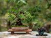 261_Bonsai_Meeting_April_2023_The_Canovas