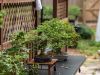 013_Bonsai_Meating_March18_2023Canovas_Photography