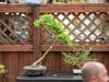 058_Bonsai_Meating_March18_2023Canovas_Photography